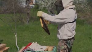 Формирование пчелиных отводков весной