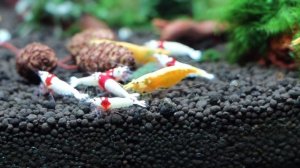 Креветочник | Новые креветки в аквариуме