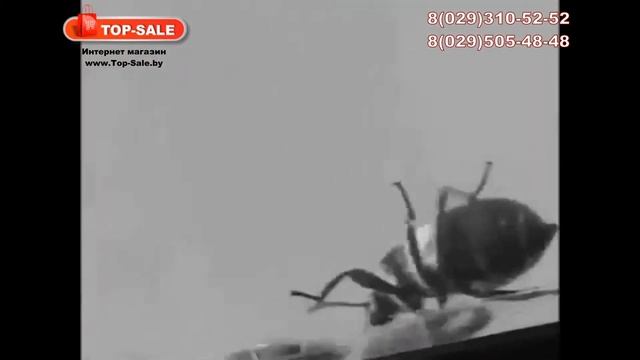 ультразвуковой отпугиватель грызунов и насекомых Пест Риджект (Pest Reject) смотреть онлайн