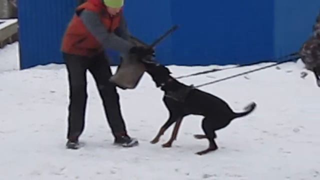 Demon European K9 Training Base, 9 месяцев. смотреть онлайн
