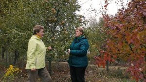 10 сортов вкусных и зимостойких груш