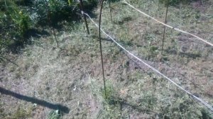 Уход за молодым виноградом.Ошибки,которые можно допустить!!