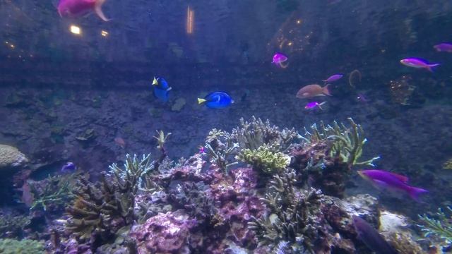 S.E.A. Aquarium Singapore ? ~ World's 2nd Largest Aquarium 2023!