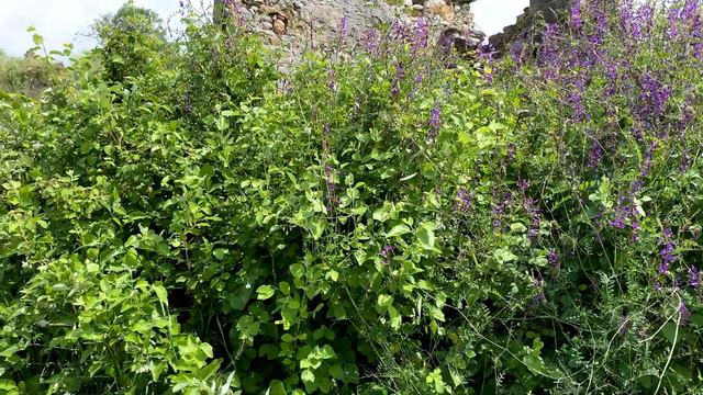 Naula (Наула), римский город. Махмутлар, Турция