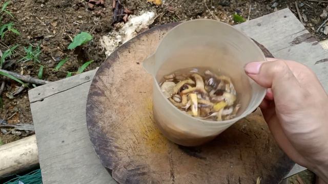 Better than the store way! 100% successful propagation of orchids from branches смотреть онлайн