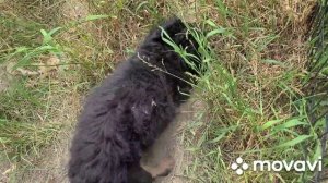 Охота таксы на кроликов!