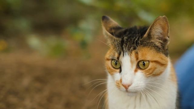 ¡Gato llora a su dueño fallecido en un ataúd! Esta historia te conmueve hasta las lágrimas! 😭 смотреть онлайн