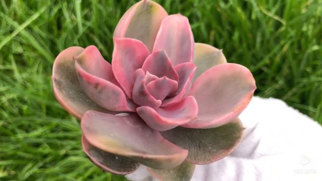 Echeveria Rainbow Variegated смотреть онлайн