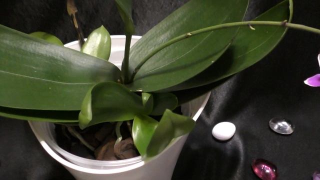 Цветочное орхо-облако. Willd Orchid. Phal. Jaguar (pink) смотреть онлайн