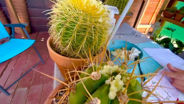 How to Propagate Golden barrel Cactus by Coring смотреть онлайн