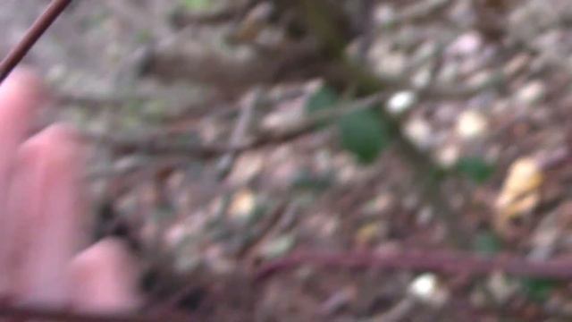 Red Oiser Dogwood (Cornus Sericea, Syn. C. Stolonifera)