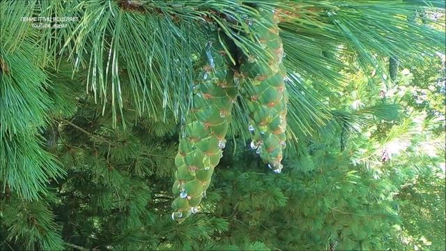 ВИБРАЦИЯ ПЕНИЯ ЛЕСНЫХ ПТИЦ ПРЕКРАСНО УБИРАЕТ ГОЛОВНУЮ БОЛЬ,НОРМАЛИЗУЕТ СЕРДЕЧНЫЙ РИТМ И СОН. смотреть онлайн