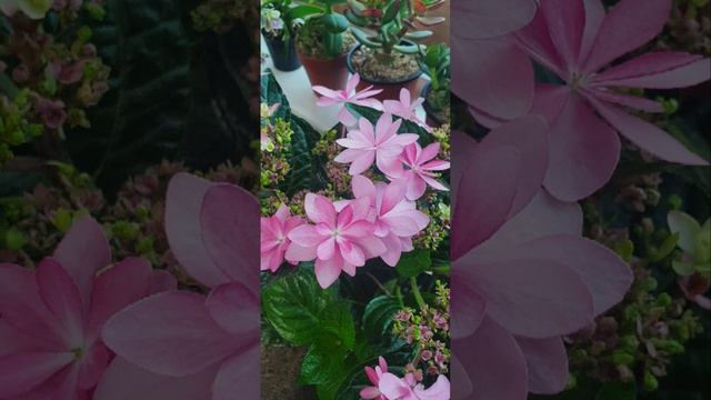 내가 좋아하는 수국 смотреть онлайн
