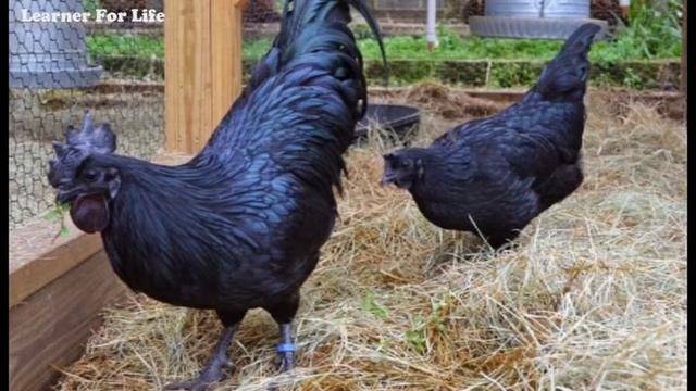 Black Chicken Soup | Ayam Cemani Documentary | Learner For Life | Hindi language смотреть онлайн