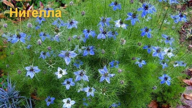 Какие цветы сеять под зиму? смотреть онлайн