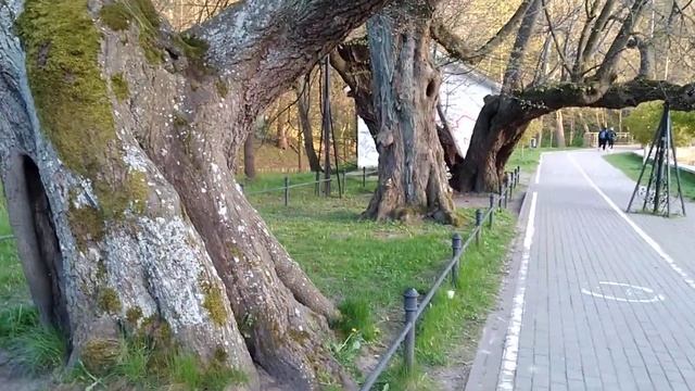 Многовековые сердцевидные липы