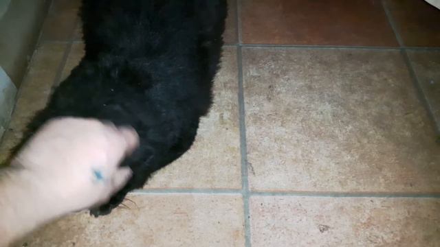 Спасение кота Райана - " Год спустя " смотреть онлайн