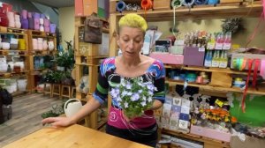 Кампанула Берлин Биколор | Цветок любовник (жених иневеста) | Колокольчик двухцветный