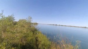 РЫБАЛКА НА БЕЛОГО АМУРА И САЗАНА. Ловля на камыш и кукурузу. Река Или.