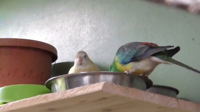 Rundgang in der Sittich-Voliere/Jänner 2017 смотреть онлайн