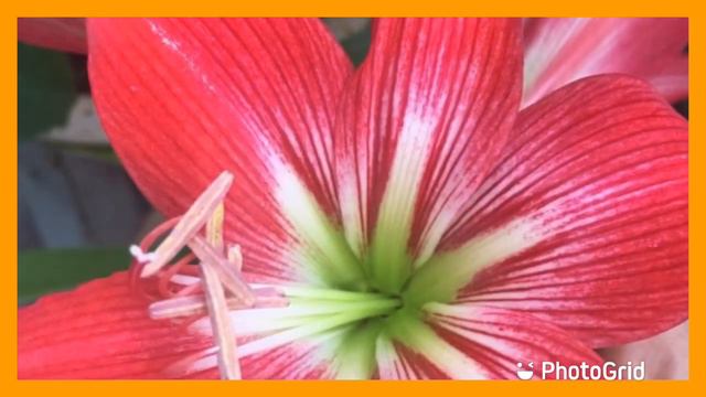 Hibiscus is Malaysia ‘s National Flower смотреть онлайн