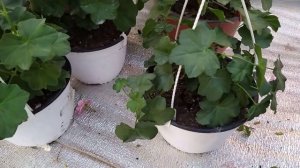 ПЛЮЩЕЛИСТНАЯ ГЕРАНЬ,ОБЯЗАТЕЛЬНОЕ И ВАЖНОЕ ПРАВИЛО (К 8 МАРТА)