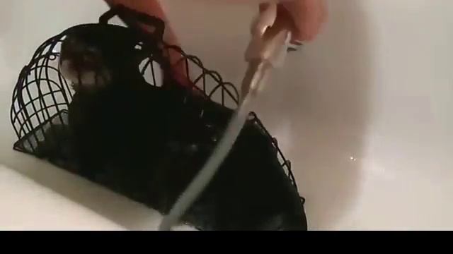 Как помыть кота смотреть онлайн