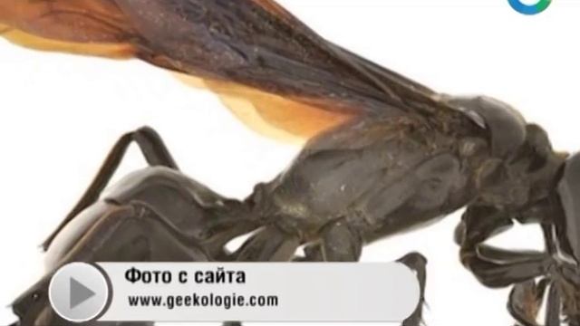 Ученые обнаружили гигантскую осу, которая может прокусить кости смотреть онлайн