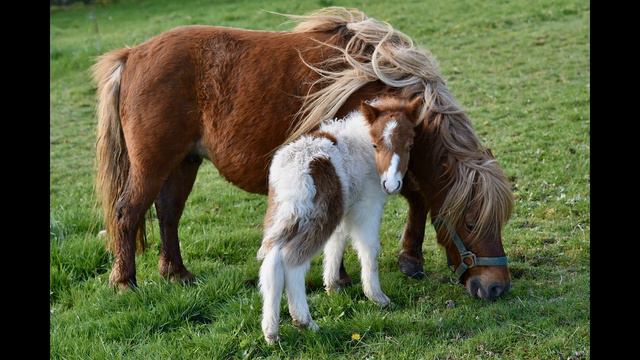 Mamma Knows смотреть онлайн