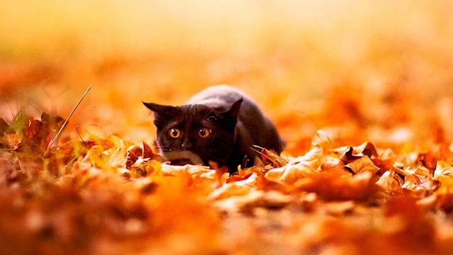 Народные приметы на 23 октября – Евлампий и Евлампия смотреть онлайн