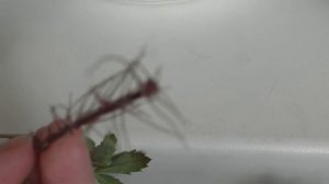 БАРХАТЦЫ, РУБРИКА ПОЛЕЗНЫЕ СОВЕТЫ - (Совет 6). Черенкуем БАРХАТЦЫ