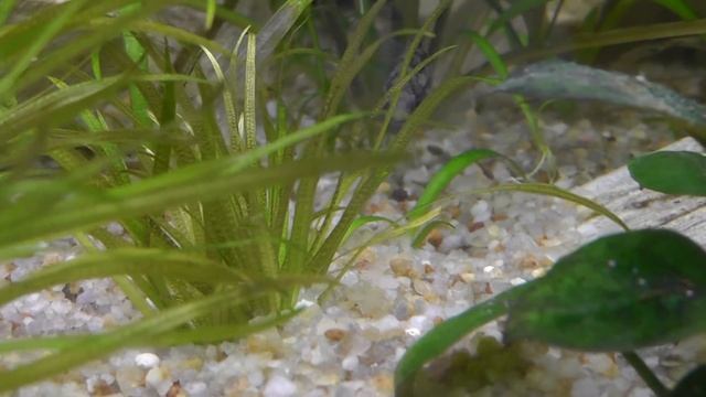 Наннакара аномала с мальком смотреть онлайн