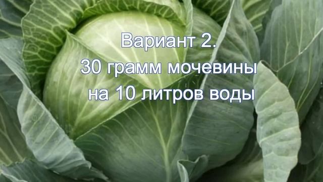 секреты хорошего урожая капусты смотреть онлайн