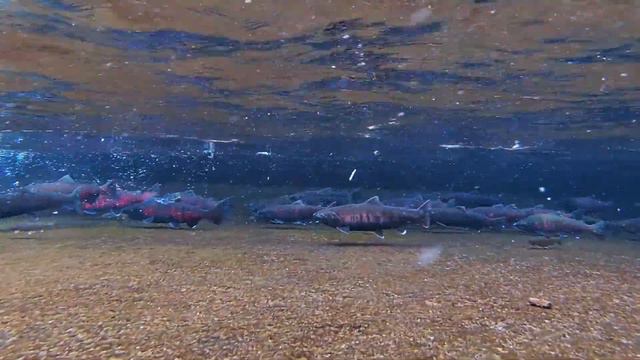 Visit to salmon hatchery and nearby Sakura falls at Shari river, Hokkaido, Japan смотреть онлайн
