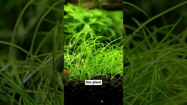 Eleocharis pusilla | previously known as "acicularis 'Mini' "- Part 1 смотреть онлайн