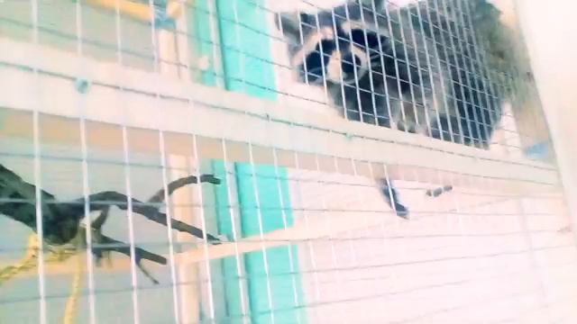 Мы пришли в контактный зоопарк с моей подругой Сашей!! смотреть онлайн