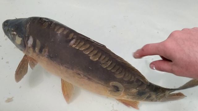 карп который живет в ванной! смотреть онлайн