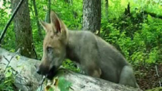 Волчий закон смотреть онлайн