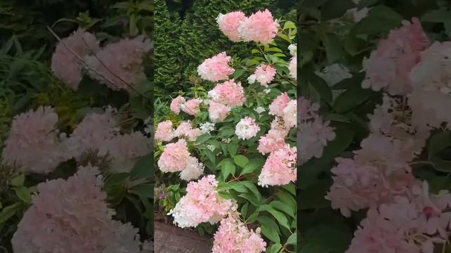 ##vanillefraise #hydrangea #hortensia #гортензия #гортензія #garden #flower #paniculata #садмечты смотреть онлайн