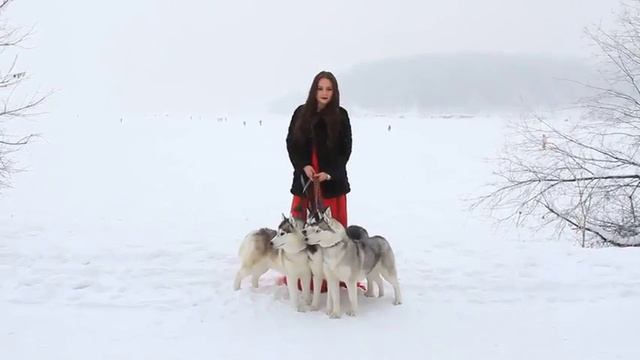 СНЕЖНЫЕ ХАСКИ PHOTOFLASH смотреть онлайн
