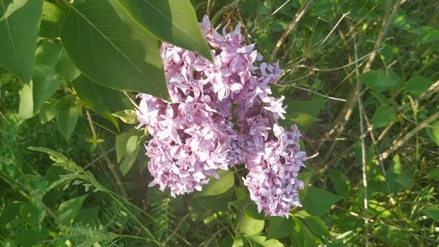 Узнайте : Ваше жизненное предназначение по Знаку Зодиака. Судьба и характер. смотреть онлайн