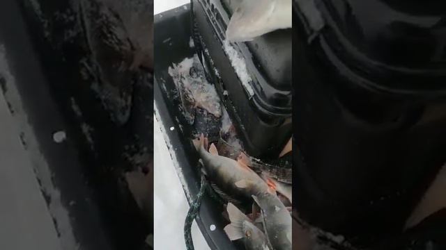 Трофейный окунь на белую маропедку, зимняя рыбалка, Дорога Жизни, Кобона. смотреть онлайн