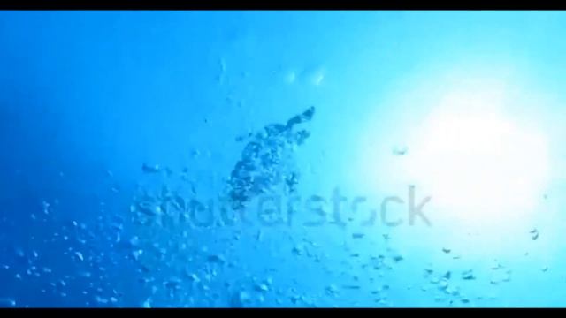 ОГРОМНАЯ ЗЕЛЕНАЯ ЧЕРЕПАХА ПЛАВАЕМ В МОРЕ ПОДБОРКА ВИДЕО С ЧЕРЕПАХАМИ ЧЕРЕПАХА РОЖДАЕТСЯ НА СВЕТ смотреть онлайн