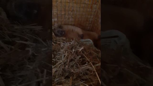 В гостях у Тошки#сурок в норе# прикольные животные#marmot смотреть онлайн