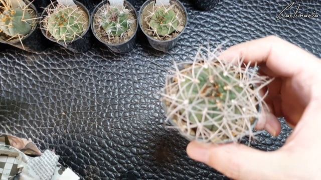 Gymnocalycium Mega Haul Unboxing | 18 Stunning Gymnos! смотреть онлайн