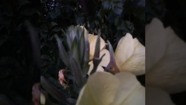 Ваша медитация всегда с вами! смотреть онлайн