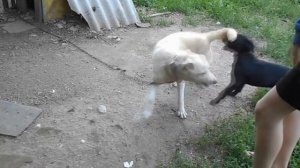 КАНЕ КОРСО защищает своего хозяина