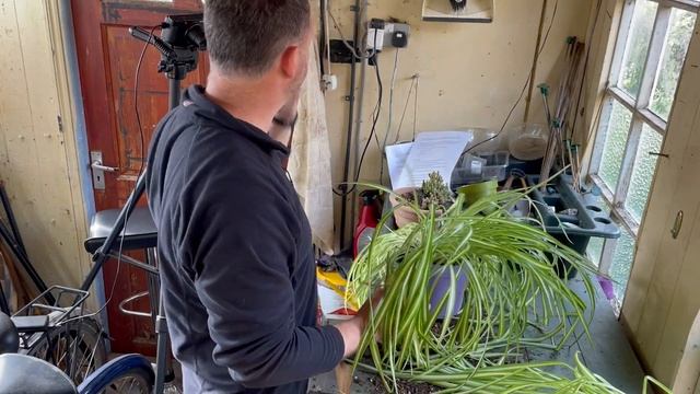 Spider Plant Repot & Care Guide - Hangng Basket Project - Chlorophytum comosum смотреть онлайн