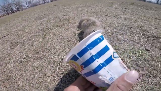 КРАСНОЯРСК. ТАТЫШЕВ. СУСЛИКИ. смотреть онлайн