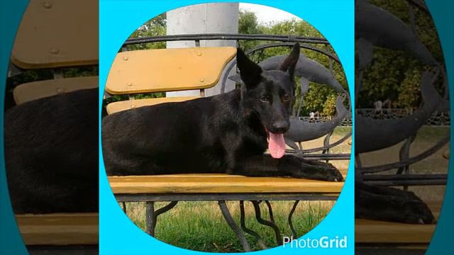 Шаман 👹, прогулка и фотоссесия.6месяцев!!!💟😍👍 смотреть онлайн